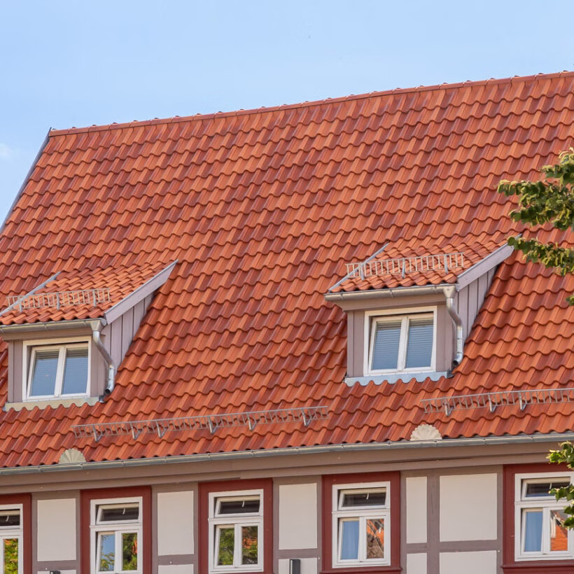 Jacobi Z5 – Friesisch-bunt Salzbrand - Image 3